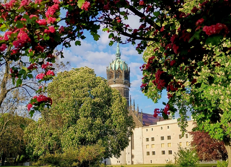 Blick auf die Schlosskirche und blühenden Bäumen von der Schlosswiese aus © Lutherstadt Wittenberg